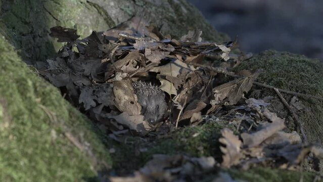 Closeup view of hedgehog eating food under fallen leaves