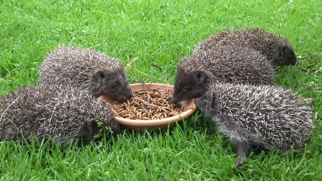 View of hedgehogs eating worms in grassland