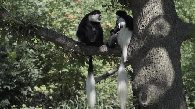 Adorable black and white colobus monkeys sitting on a tree branch