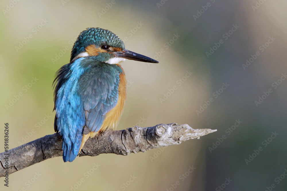 Poster closeup of a tiny adorable kingfisher bird on a tree branch against a blurry background