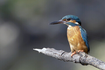 Closeup of a tiny adorable kingfisher bird on a tree branch against a blurry background