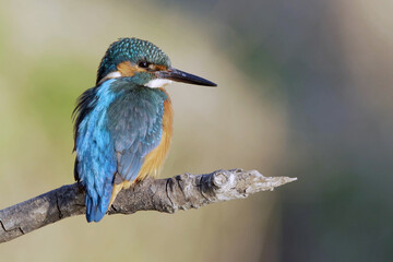 Closeup of a tiny adorable kingfisher bird on a tree branch against a blurry background
