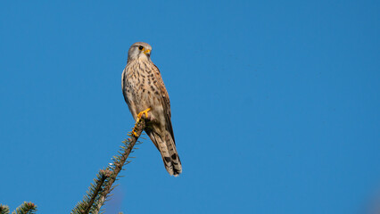 Common kestrel (falco tinnunculus) against a blue clear sky