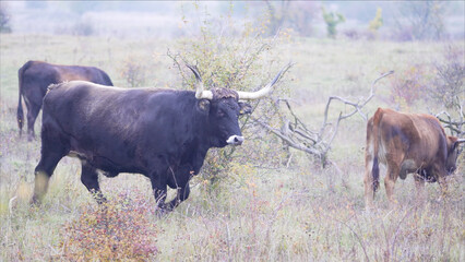 Domestic cows grazing in the field