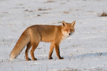Selective focus shot of a red fox in a snowy field