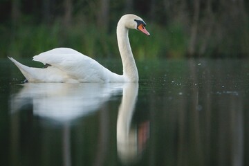Obraz premium White graceful swan floating in the lake