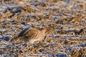 Grey partridge (perdix perdix) in the field