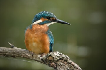 Common kingfisher (alcedo atthis) perched on twig