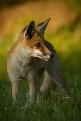 Selective focus shot of a red fox in a field