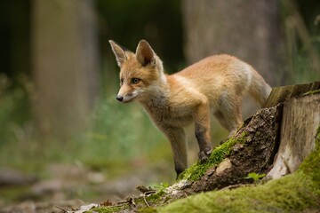 Naklejka na ściany i meble Selective focus shot of a red fox in a field