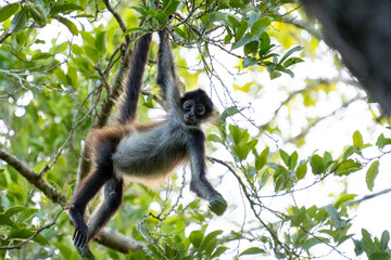 Yucatán spider monkey