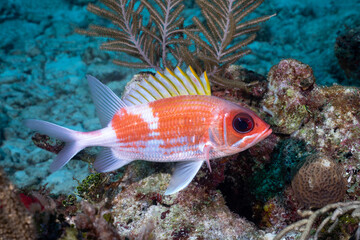 Yellowfin grouper