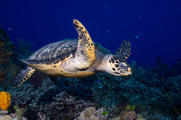 Hawksbill sea turtle swimming