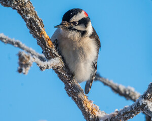 Downy Woodpecker Perched on Branch