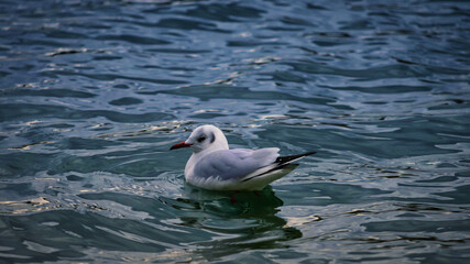 Closeup of a tiny Larus on the water