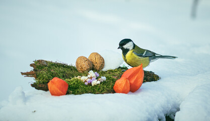 Closeup of a great tit (Parus major) eating nuts on the snow-covered ground