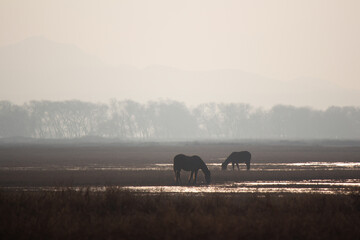 horses in the fog