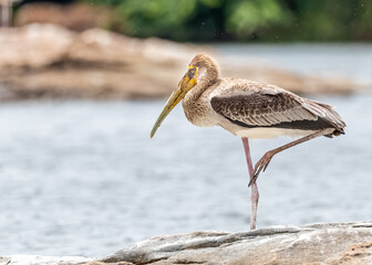 Painted stork perched on a rock by a lake on a sunny day