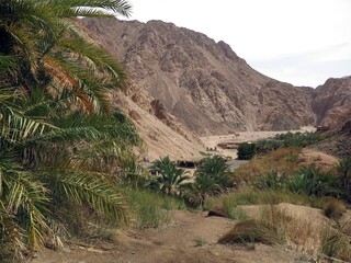 Dahab Oasis , lots of palm trees into the mountains of dahab city, Sinai , Egypt 