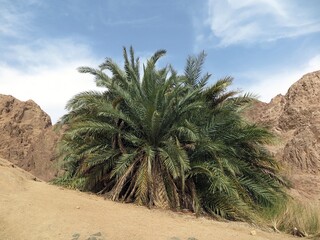 Dahab Oasis , lots of palm trees into the mountains of dahab city, Sinai , Egypt 