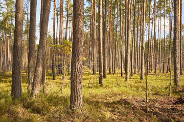 Obraz premium las sosnowy 