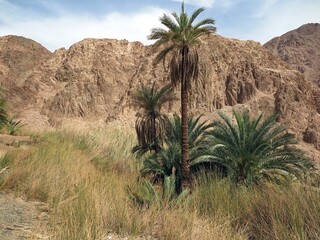 Fototapeta na wymiar Dahab Oasis , lots of palm trees into the mountains of dahab city, Sinai , Egypt 