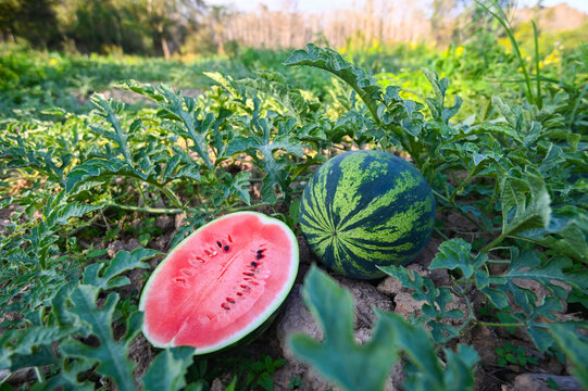watermelon slice in watermelon field - fresh watermelon fruit on ground agriculture garden watermelon farm with leaf tree plant, harvesting watermelons in the field