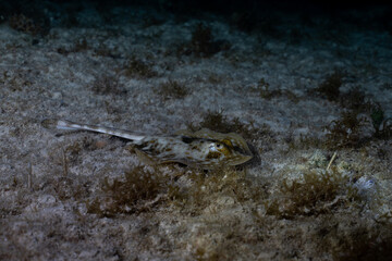 Yellow stingray on ocean floor