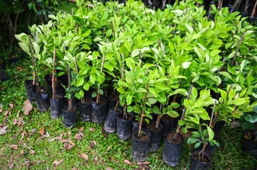 pomelo plant tree , Young plant of pomelo in soil seedling bag for planting