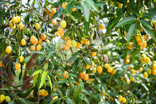 Marian plum fruit in marian plum tree in the garden tropical fruit orchard, Name in Thailand Sweet Yellow Marian Plum Maprang Plango or Mayong chid