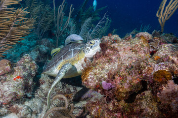 Green sea turtle