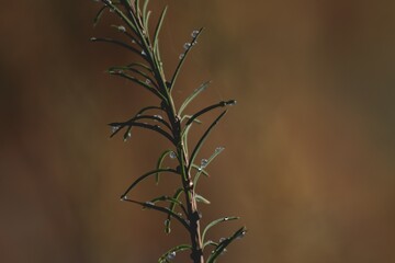 Closeup shot of rosemary plant with water dews on it on blurred background