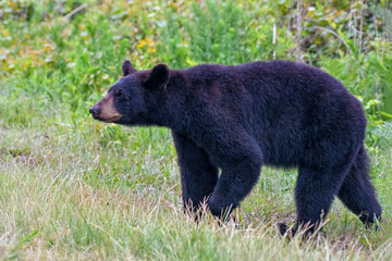 Beautiful shot of an American black bear in a field during the day
