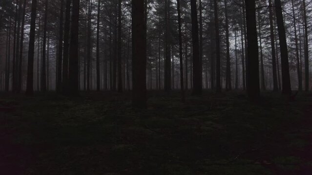 Eerie scenery of a forest with huge trees in the evening
