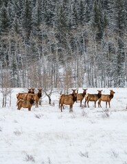 Vertical shot of a herd of elk in Kananaskis Country in Alberta, Canada