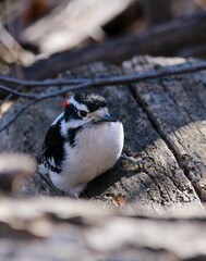 Fototapeta premium Vertical closeup shot of a hairy woodpecker on a tree