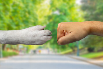 Cropped shot of dog paw and man fist bumping each other at park