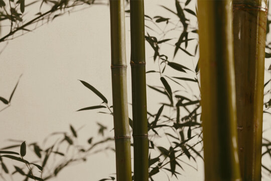 bamboo