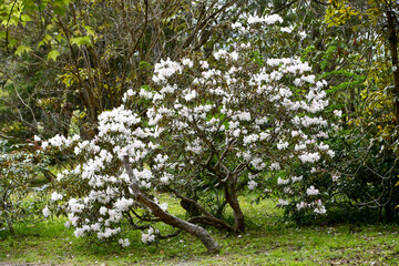 白いシャクナゲの木