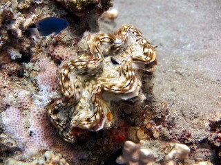 Red sea colorful giant clam shells