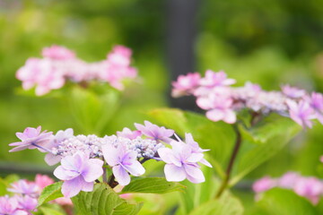 ピンク色のガクアジサイ, Hydrangea macrophylla f. normalis