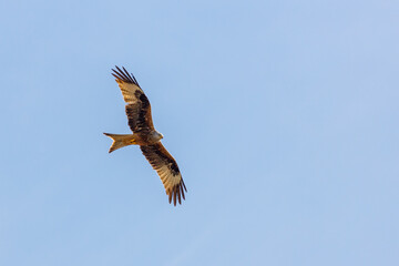 A red kite in the air