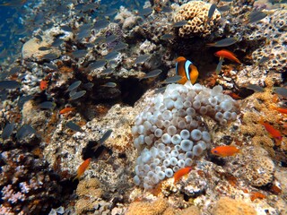 red sea clown fish