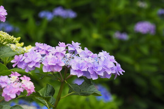 紫色のガクアジサイ, Hydrangea macrophylla f. normalis