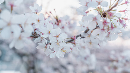 Close up view of the cherry blossom flower.