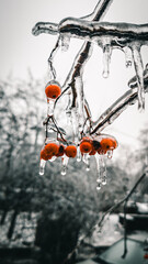 splash in the winter