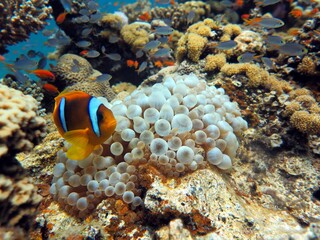 Plakat red sea clown fish