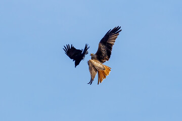 A red kite in the air