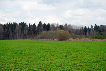 Obraz premium Nature comes alive, spring mood. April. Fine day at the edge of the forest and fields