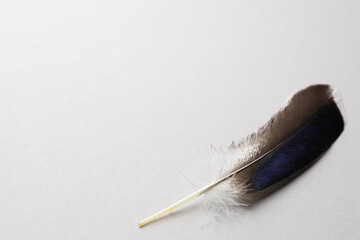 One beautiful bird feather on white background, closeup. Space for text